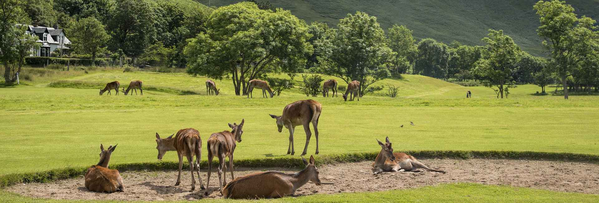 deer scotland